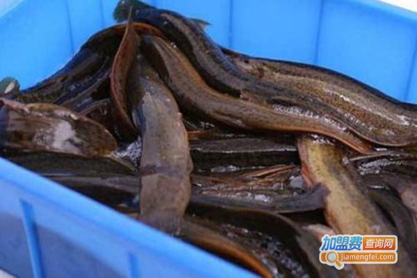 盛秋9号泥鳅加盟费