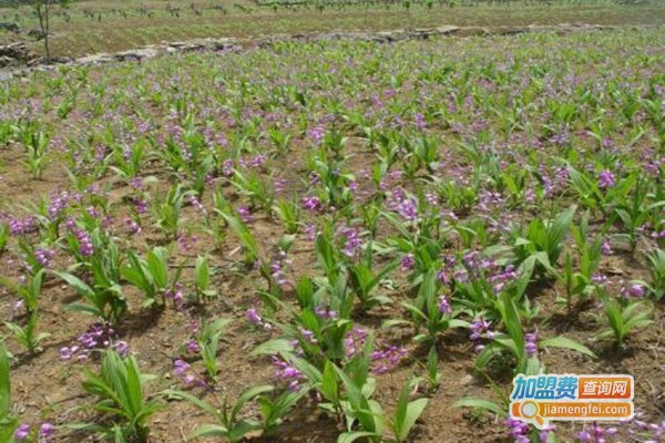 佳种白芨重楼种植加盟门店