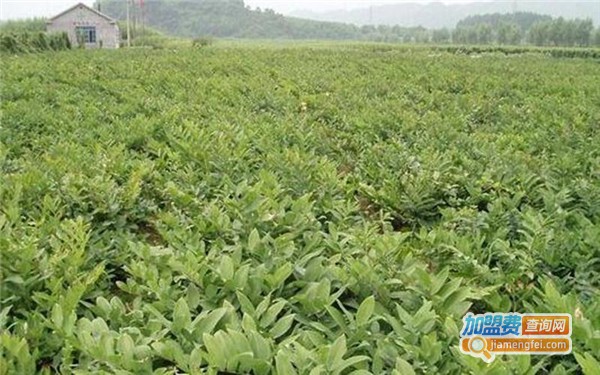 沃本农黄精种植加盟费