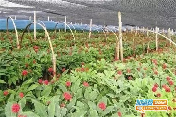 巴西珐菲亚太空人参加盟费