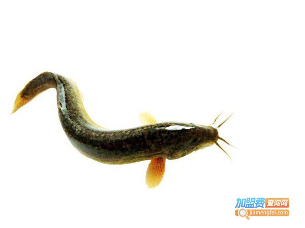 振农9号泥鳅养殖加盟费