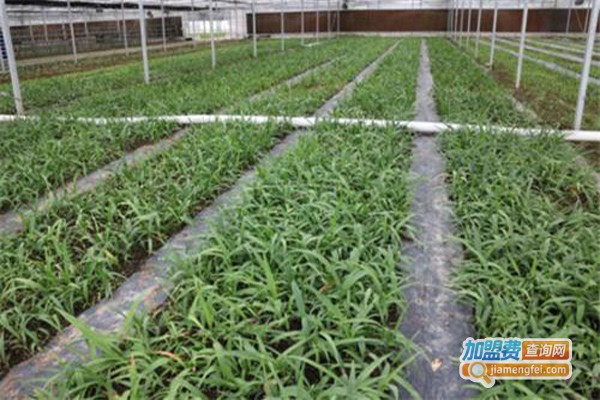 沃农草汇白芨种植加盟费