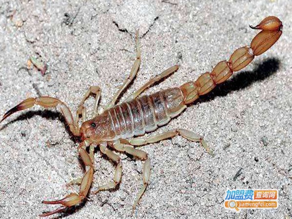 新羽九号蝎子加盟费
