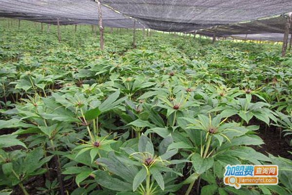 佳种白芨重楼种植加盟门店
