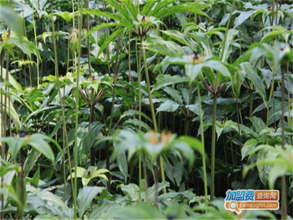 华东1号白芨黄精种植加盟门店