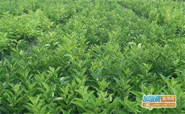众农种植加盟费