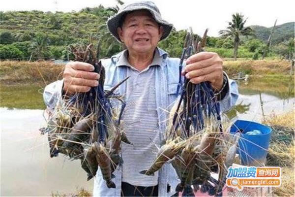 久久虾王养殖