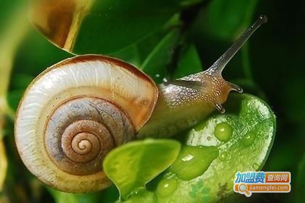 神农8号蜗牛加盟费