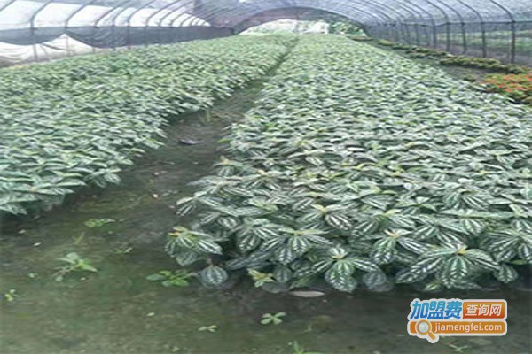 昌鸿农业猪苓种植加盟