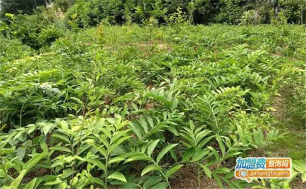 众农种植加盟费
