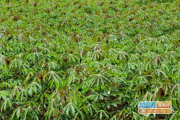 广西民创白芨种植加盟费