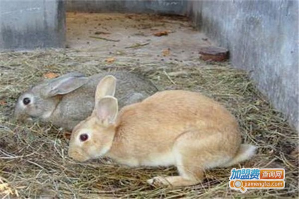 华南金兔养殖加盟费