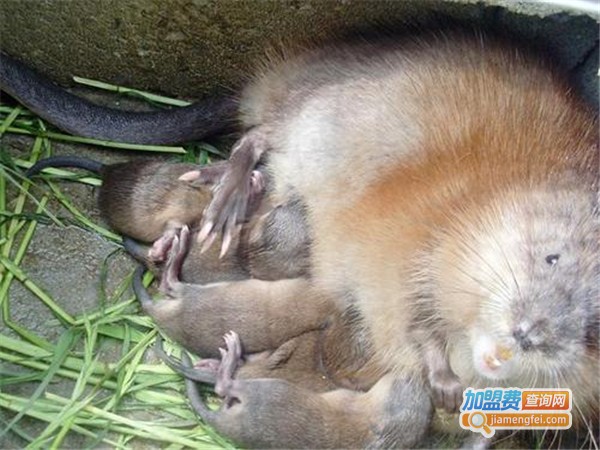 鼠来宝麝香鼠