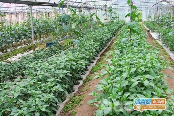 中科九号天麻种植加盟费