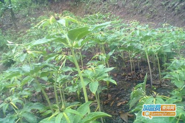 佳种白芨重楼种植加盟门店