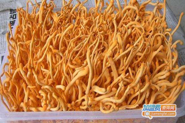 华宝6号黄金草加盟