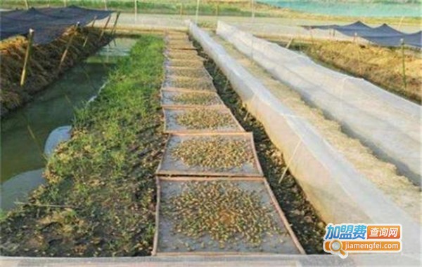 青蛙和泥鳅养殖加盟费