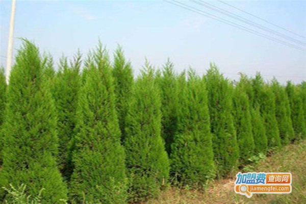 北京南山松种植加盟费