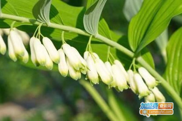 春瑞白芨种植加盟费