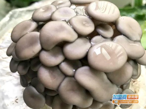 优菌派蘑菇种植加盟费