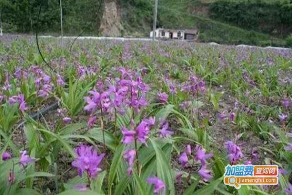 春瑞白芨种植加盟费