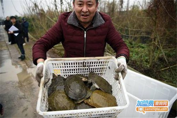 品盛9号甲鱼养殖
