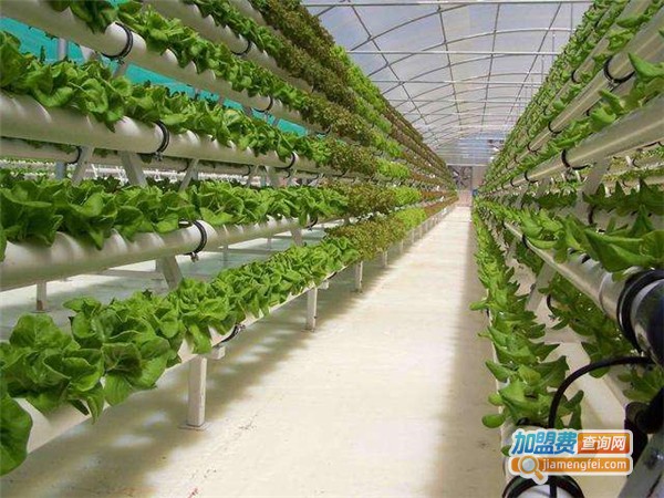 新特蔬菜加盟费