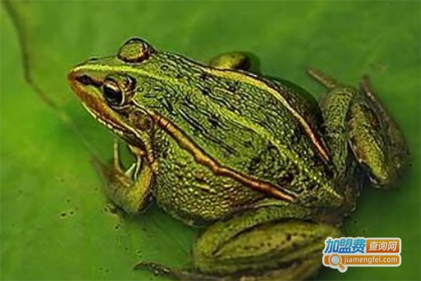 福农9号青蛙养殖加盟费