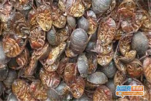 金优二号土元加盟费