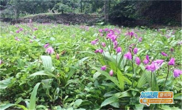 沃本农白芨种植
