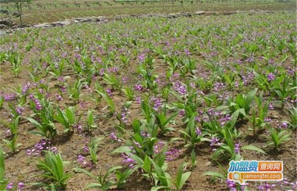 沃本农白芨种植