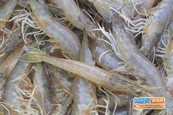 虾霸9号南美白对虾加盟