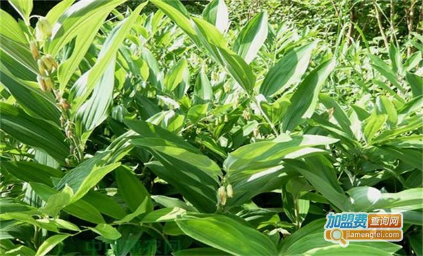 沃本农黄精种植加盟费