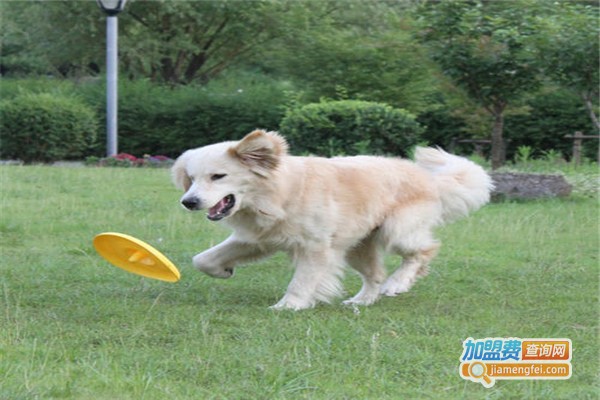 犬语者宠物训导馆加盟费