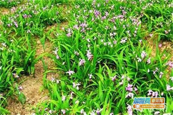 黔农晟康种植