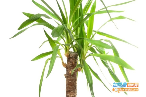 精创溢仿真植物造景加盟费
