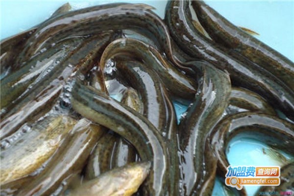 盛秋9号泥鳅加盟费