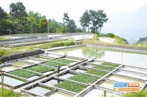 瑞农9号泥鳅养殖加盟费