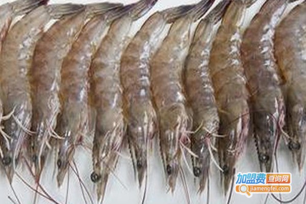 纯淡水基围虾养殖加盟费