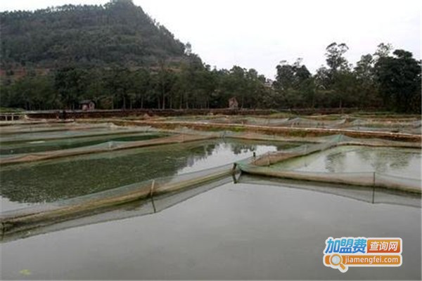 丰和园泥鳅养殖