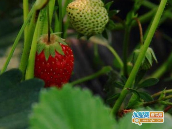 曹庵草莓加盟费