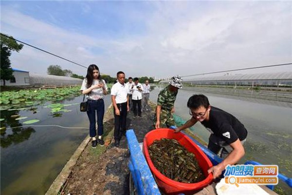 龙澳淡水龙虾养殖加盟