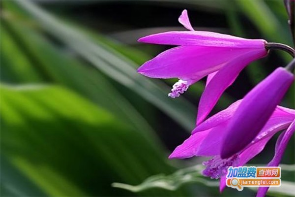 灵草堂白芨种植加盟费