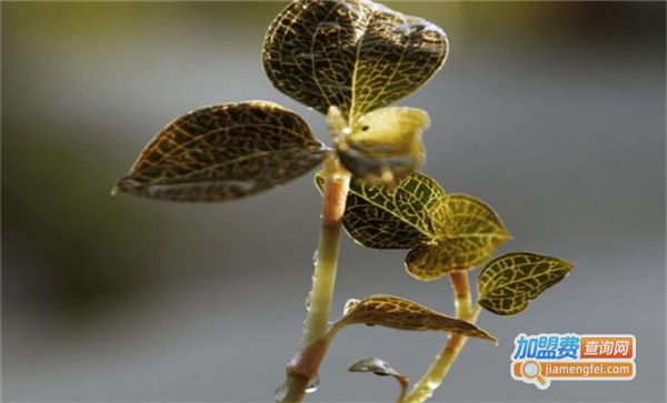 古润草金线莲种植加盟