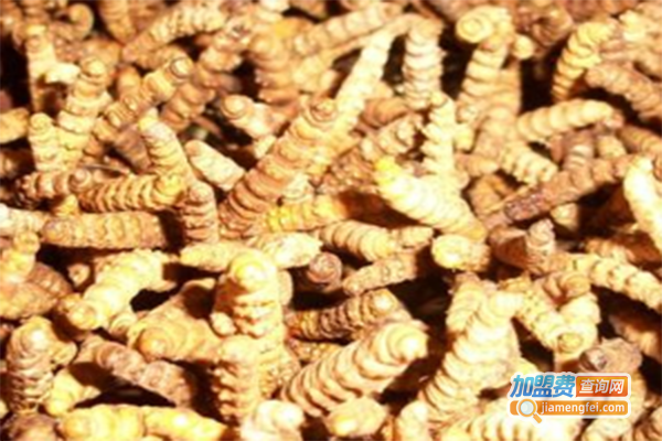 鑫农黄金虫草加盟门店