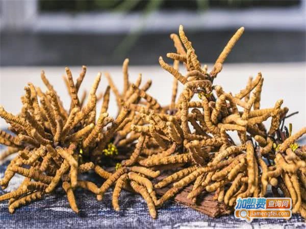 汇丰时代冬虫草加盟门店