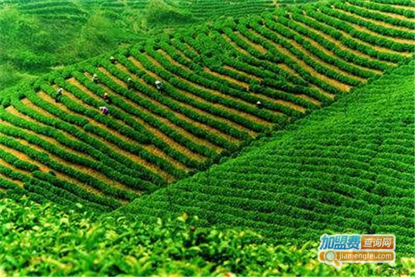信阳五云茶叶加盟费