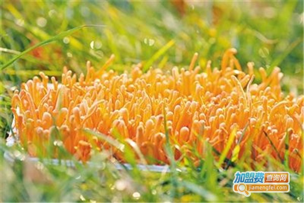 汇杰金虫草加盟费
