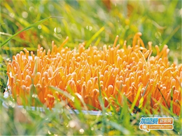华夏种植金虫草加盟门店