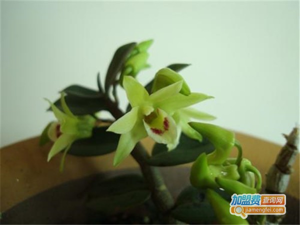从都园铁皮石斛加盟